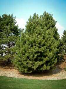 Сосна Чёрная (Pinus Nigra) купить по цене от 270.00р. в интернет-магазине «Посадика» с доставкой почтой в в Черепановое и по всей России – [изображение №1].