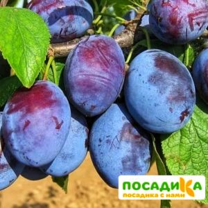 Слива Чачакская ранняя купить по цене от 229.00р. в интернет-магазине «Посадика» с доставкой почтой в в Черепановое и по всей России – [изображение №1].