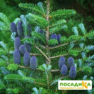 Пихта корейская (Abies koreana) купить по цене от 450.00р. в интернет-магазине «Посадика» с доставкой почтой в в Черепановое и по всей России – [изображение №1].