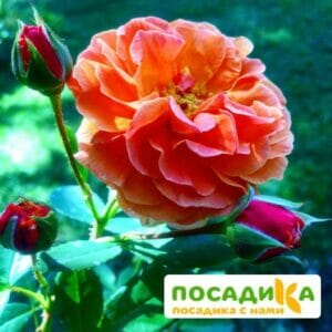 Роза Арабия купить по цене от 350.00р. в интернет-магазине «Посадика» с доставкой почтой в в Черепановое и по всей России – [изображение №1].