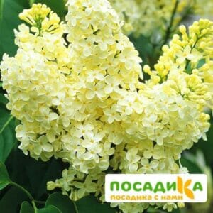 Сирень Примроуз (Primrose) купить по цене от 529.00р. в интернет-магазине «Посадика» с доставкой почтой в в Черепановое и по всей России – [изображение №1].