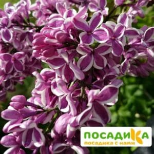 Сирень Сенсация купить по цене от 529.00р. в интернет-магазине «Посадика» с доставкой почтой в в Черепановое и по всей России – [изображение №1].