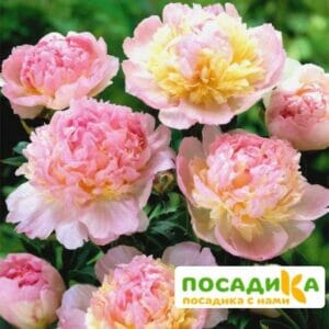 Пион Распберри Сандей (Paeonia Raspberry Sundae) купить по цене от 959р. в интернет-магазине «Посадика» с доставкой почтой в в Черепановое и по всей России – [изображение №1].