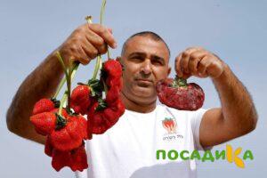Клубника Гигант Джорнея купить по цене от 266р. в интернет-магазине «Посадика» с доставкой почтой в в Черепановое и по всей России – [изображение №1].
