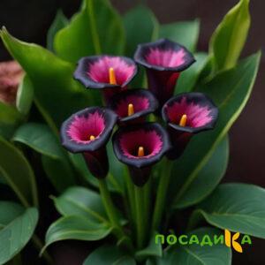 Калла Аура Лейс купить по цене от 400р. в интернет-магазине «Посадика» с доставкой почтой в в Черепановое и по всей России – [изображение №1].