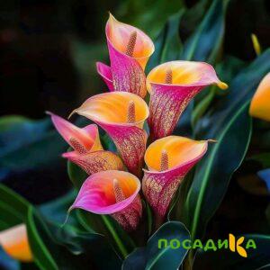Калла Оникс купить по цене от 450р. в интернет-магазине «Посадика» с доставкой почтой в в Черепановое и по всей России – [изображение №1].