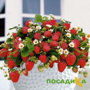 Клубника Рубиновый Шепот (горшечная) купить по цене от 240р. в интернет-магазине «Посадика» с доставкой почтой в в Черепановое и по всей России – [изображение №1].