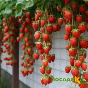 Клубника вьющаяся Комплимент купить по цене от 470р. в интернет-магазине «Посадика» с доставкой почтой в в Черепановое и по всей России – [изображение №1].