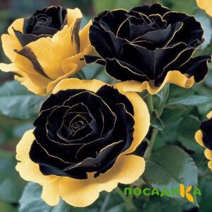 Роза Ханни Сикл купить по цене от 700р. в интернет-магазине «Посадика» с доставкой почтой в в Черепановое и по всей России – [изображение №1].