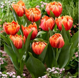 Тюльпан Гудошник Дабл купить по цене от 185р. в интернет-магазине «Посадика» с доставкой почтой в в Черепановое и по всей России – [изображение №1].