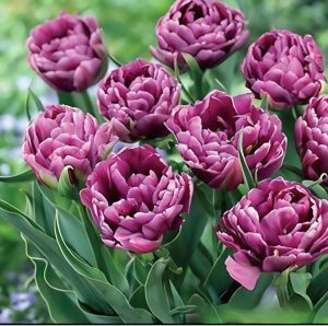 Тюльпан Айс Крим купить по цене от 430р. в интернет-магазине «Посадика» с доставкой почтой в в Черепановое и по всей России – [изображение №1].