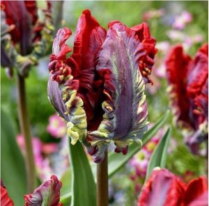 Тюльпан Рококо купить по цене от 350р. в интернет-магазине «Посадика» с доставкой почтой в в Черепановое и по всей России – [изображение №1].