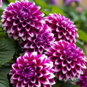 Георгин Кристал Корт купить по цене от 602р. в интернет-магазине «Посадика» с доставкой почтой в в Черепановое и по всей России – [изображение №1].