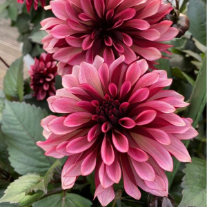 Георгин Перли Сансет купить по цене от 309р. в интернет-магазине «Посадика» с доставкой почтой в в Черепановое и по всей России – [изображение №1].