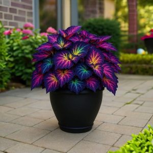 Хоста Фрости Блю купить по цене от 389р. в интернет-магазине «Посадика» с доставкой почтой в в Черепановое и по всей России – [изображение №1].