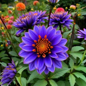 Георгин Лазурит купить по цене от 799р. в интернет-магазине «Посадика» с доставкой почтой в в Черепановое и по всей России – [изображение №1].