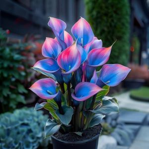 Калла Импрессия купить по цене от 590р. в интернет-магазине «Посадика» с доставкой почтой в в Черепановое и по всей России – [изображение №1].