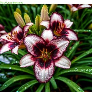 Лилейник Крим Сикл купить по цене от 799р. в интернет-магазине «Посадика» с доставкой почтой в в Черепановое и по всей России – [изображение №1].