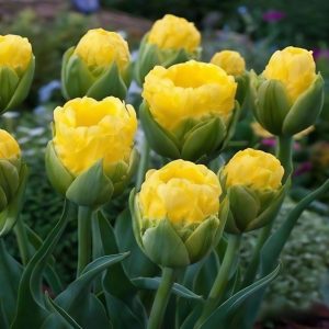 Тюльпан махровый Ванила Коп купить по цене от 159р. в интернет-магазине «Посадика» с доставкой почтой в в Черепановое и по всей России – [изображение №1].