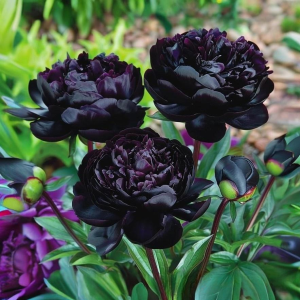 Пион Королевский Бархат купить по цене от 419р. в интернет-магазине «Посадика» с доставкой почтой в в Черепановое и по всей России – [изображение №1].