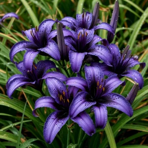 Лилейник Блю Айрис купить по цене от 324р. в интернет-магазине «Посадика» с доставкой почтой в в Черепановое и по всей России – [изображение №1].