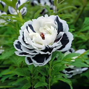 Пион Монохромный Шик купить по цене от 429р. в интернет-магазине «Посадика» с доставкой почтой в в Черепановое и по всей России – [изображение №1].