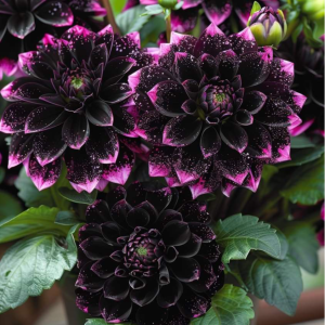 Георгин Лаванда Лейс купить по цене от 679р. в интернет-магазине «Посадика» с доставкой почтой в в Черепановое и по всей России – [изображение №1].