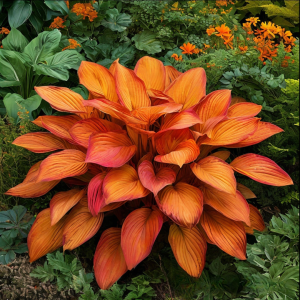 Хоста Солнечный Нектар купить по цене от 605р. в интернет-магазине «Посадика» с доставкой почтой в в Черепановое и по всей России – [изображение №1].