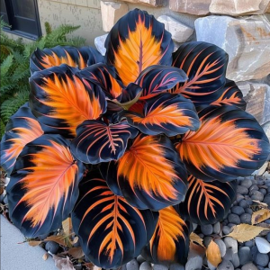 Хоста Сикрет Форест купить по цене от 601р. в интернет-магазине «Посадика» с доставкой почтой в в Черепановое и по всей России – [изображение №1].